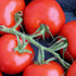 Southwest Food Security Kit